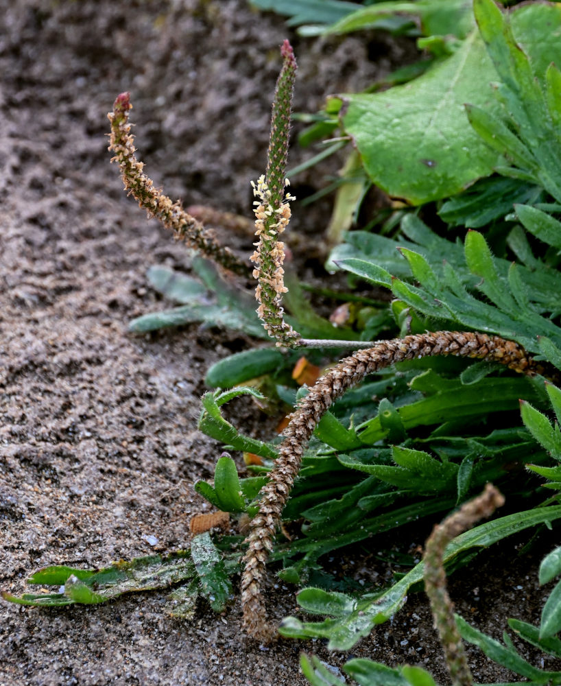 Image of Plantago coronopus specimen.