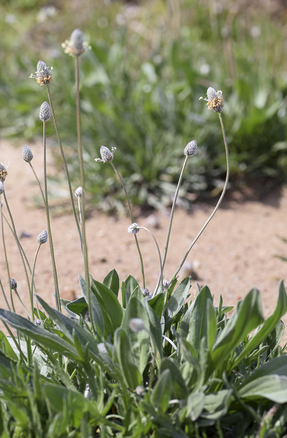 Изображение особи Plantago lagopus.