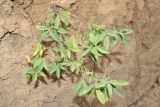 Thermopsis alterniflora