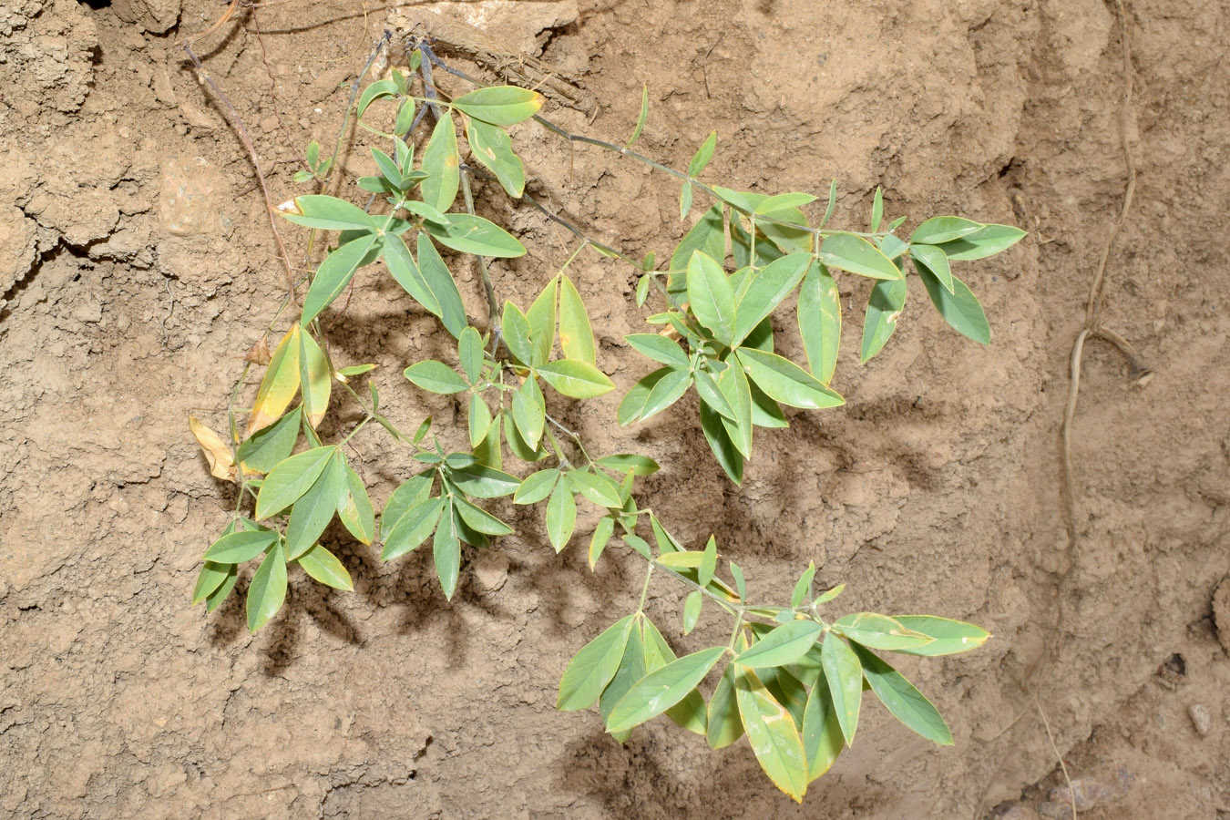 Image of Thermopsis alterniflora specimen.