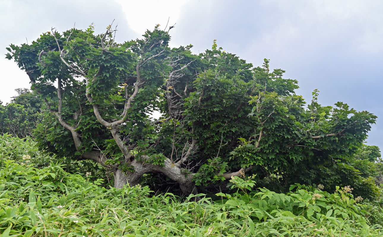 Image of Acer mayrii specimen.