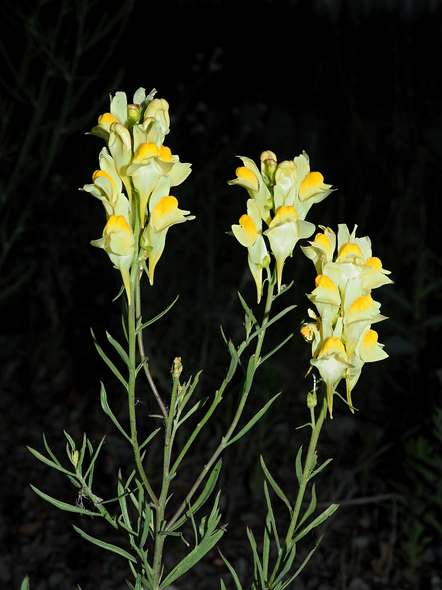 Изображение особи Linaria vulgaris.