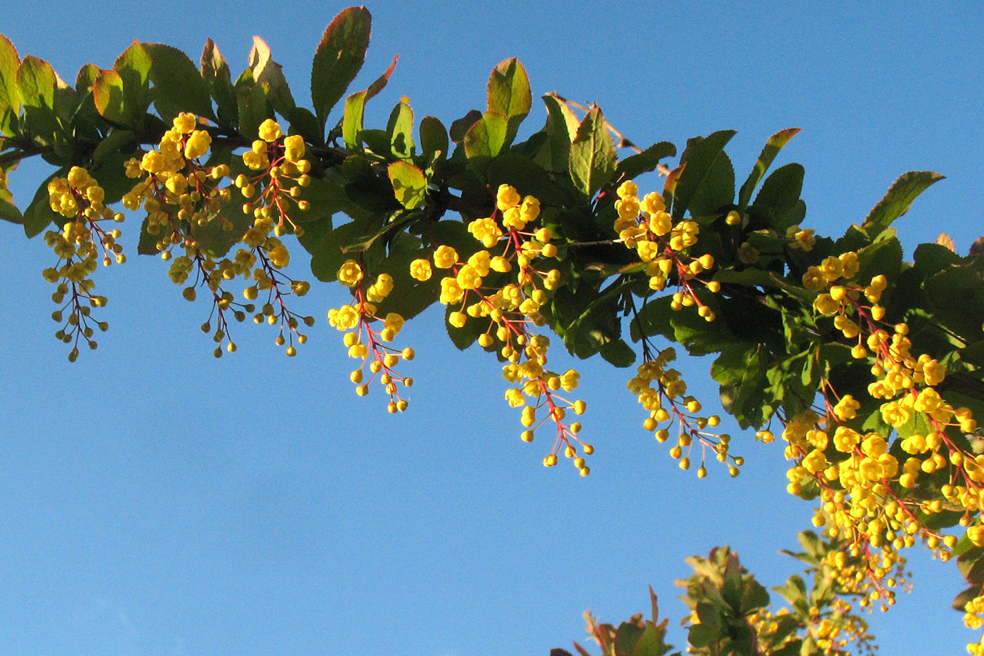 Изображение особи Berberis vulgaris.