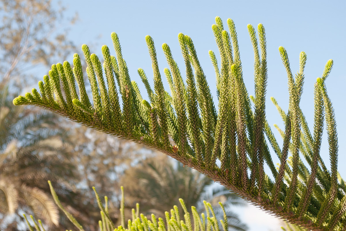 Image of Araucaria heterophylla specimen.