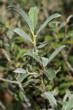 Salix cinerea. Веточка. Белоруссия, Витебская обл., пос. Езерище, ключевое болото. 22.08.2010.