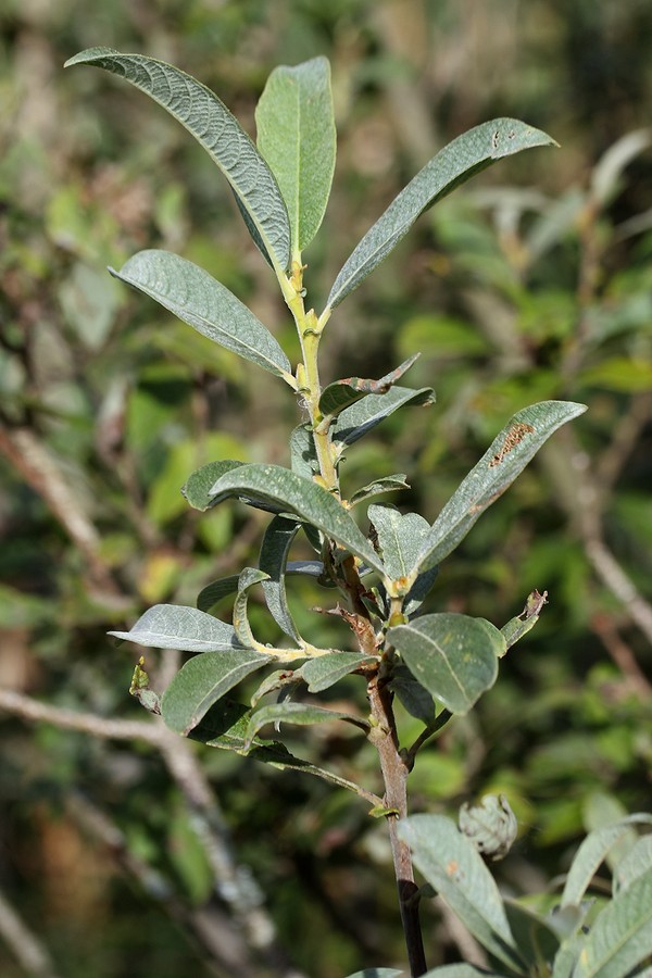 Image of Salix cinerea specimen.