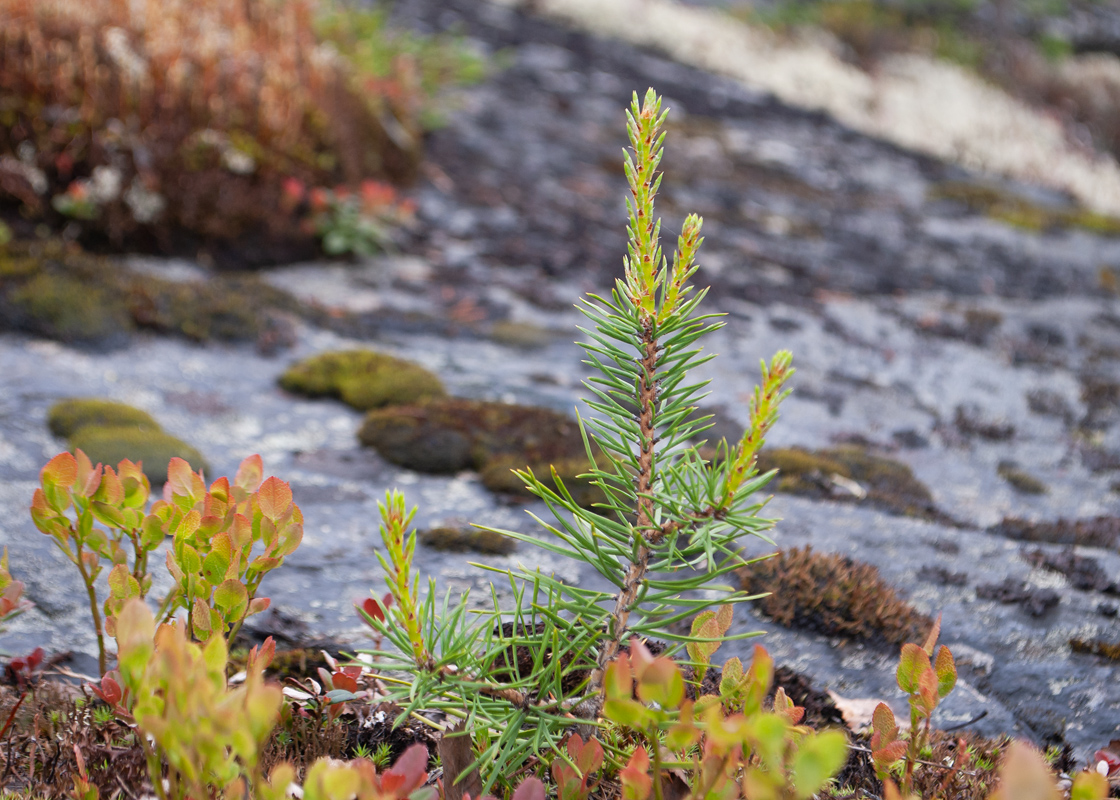 Image of Pinus friesiana specimen.