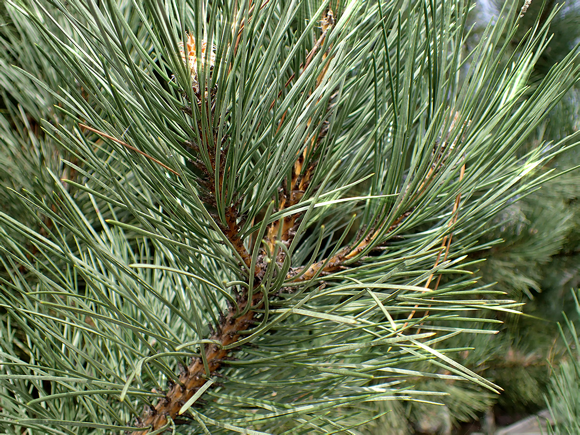 Изображение особи Pinus nigra.