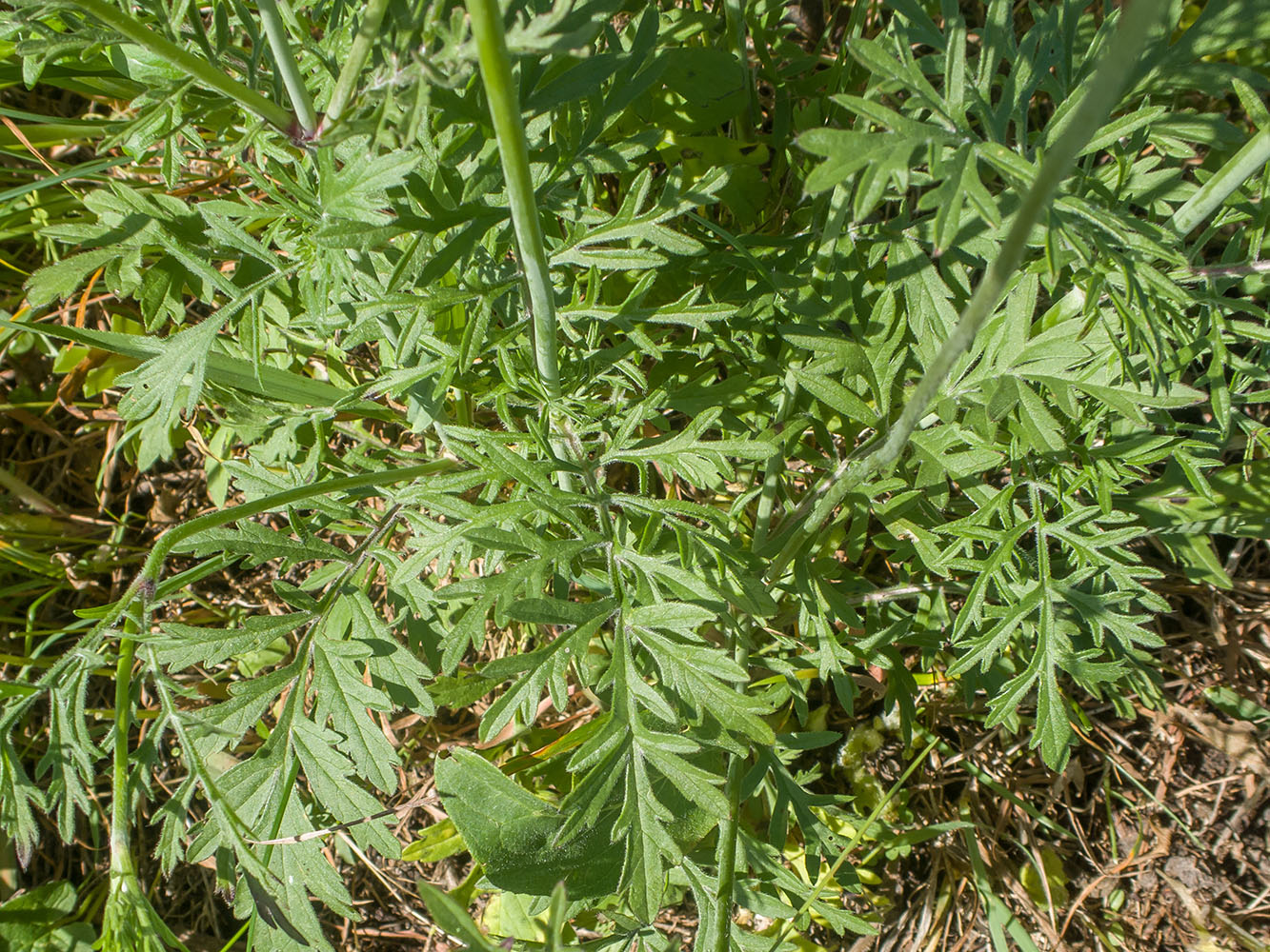 Изображение особи Scabiosa ochroleuca.