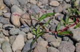 Persicaria maculosa. Верхушка цветущего растения. Курильские о-ва, о-в Итуруп, г. Курильск, устье р. Курилка, каменистый пляж. 24.08.2023.