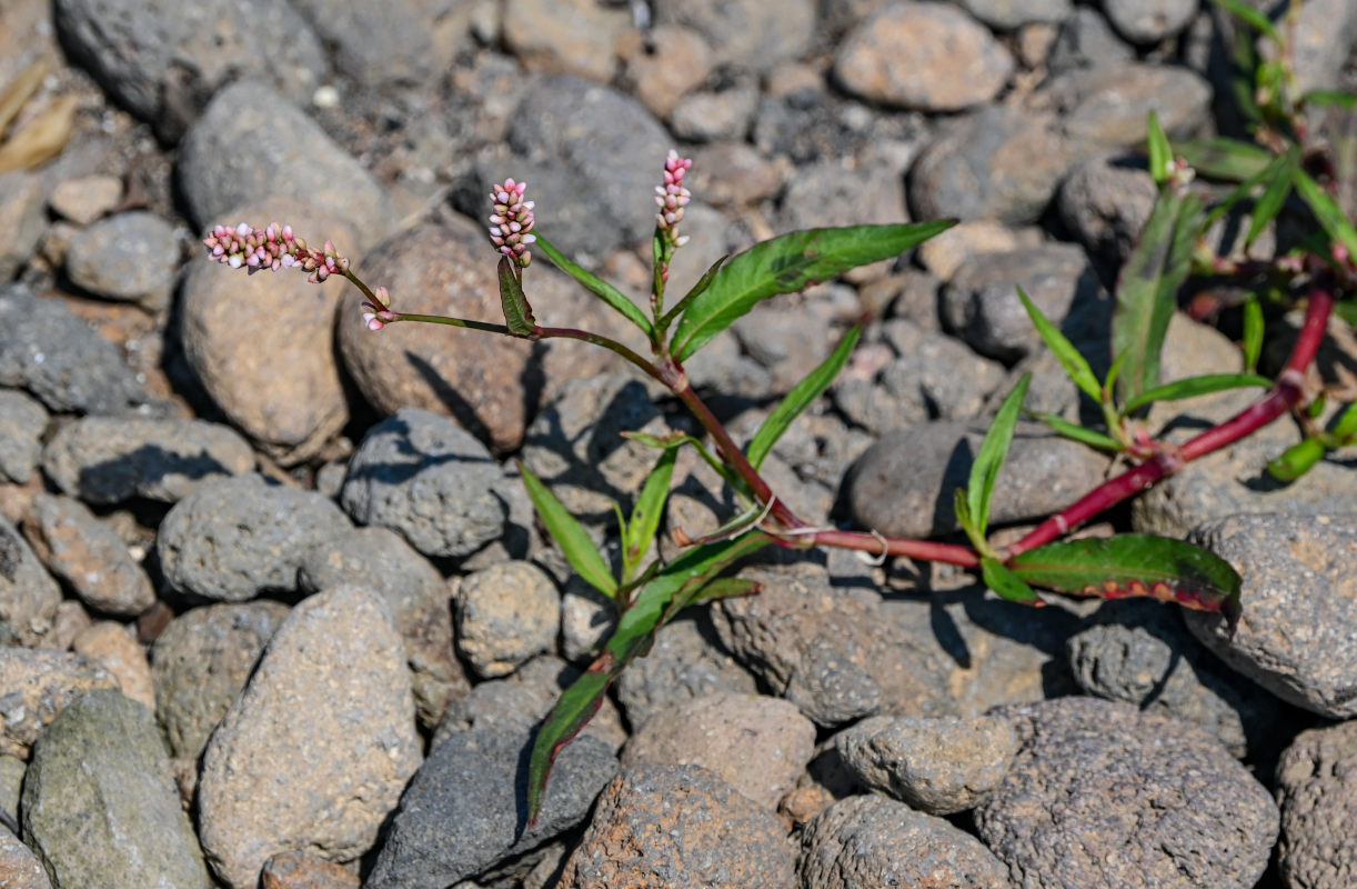 Image of Persicaria maculosa specimen.