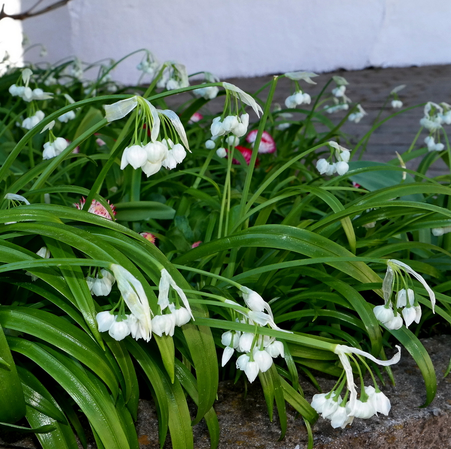 Image of Allium paradoxum specimen.