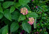 Lantana camara. Верхушка побега с соцветиями. Китай, провинция Хунань, г. Фэнхуан, в культуре. 04.06.2024.