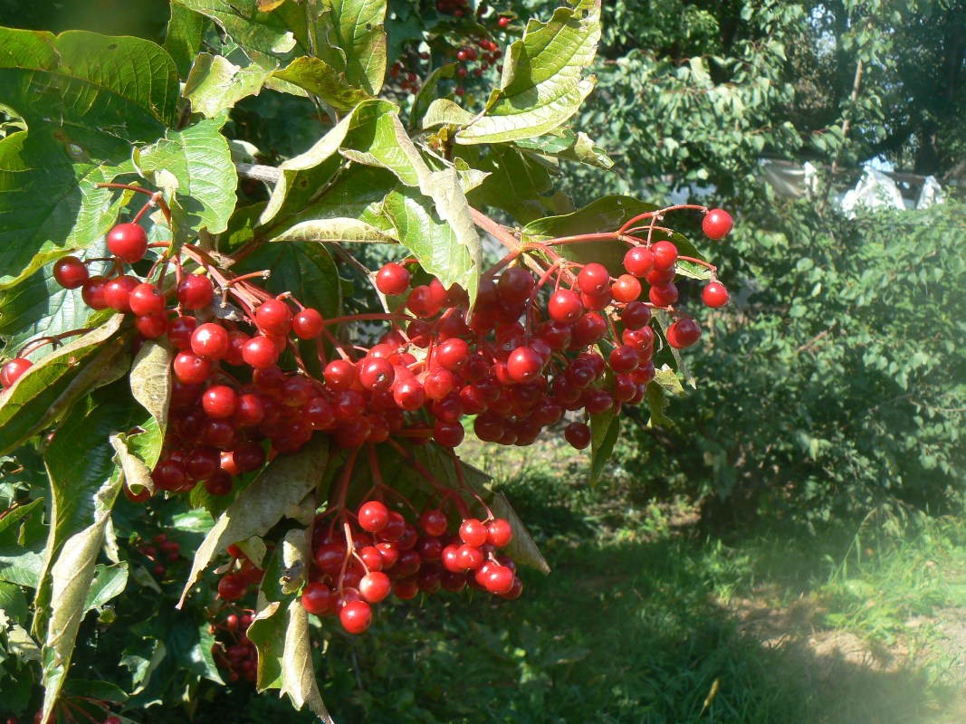 Image of Viburnum sargentii specimen.