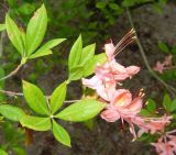 род Rhododendron. Цветущий побег. Ленинградская обл., г. Выборг, парк Монрепо, в культуре. Июль 2024 г.