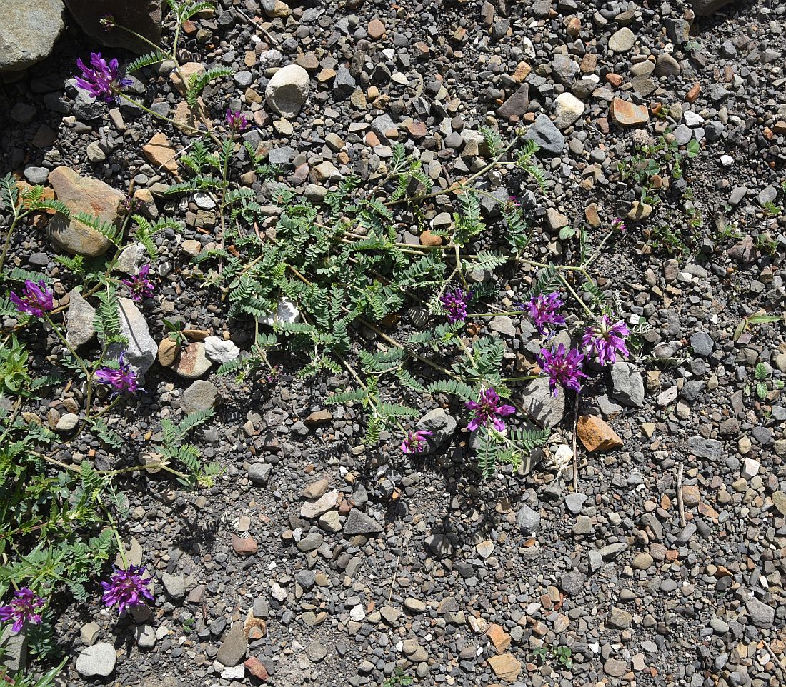 Изображение особи семейство Fabaceae.