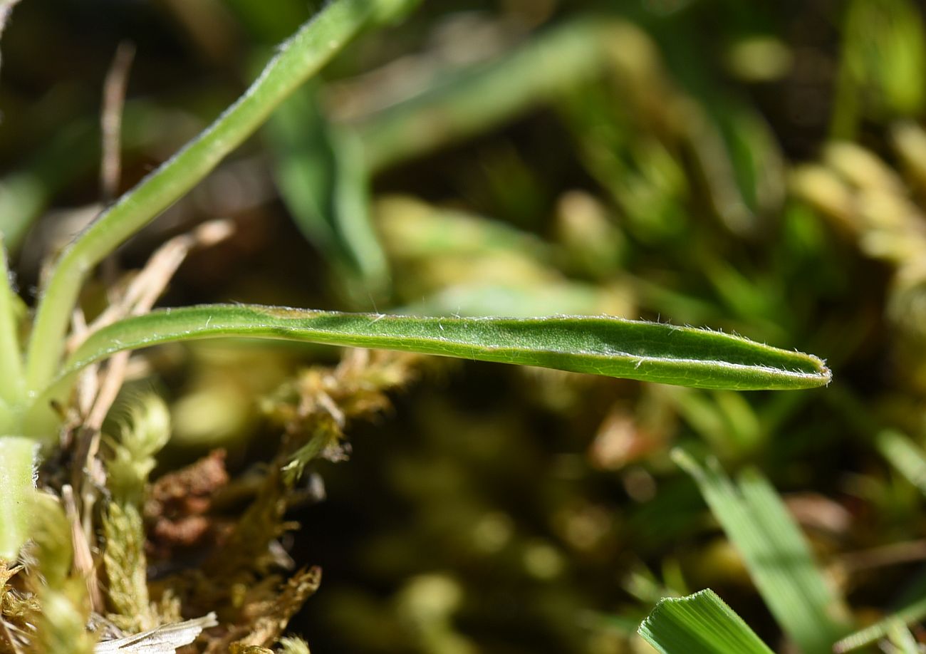 Image of Campanula ciliata specimen.