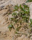 genus Cerastium