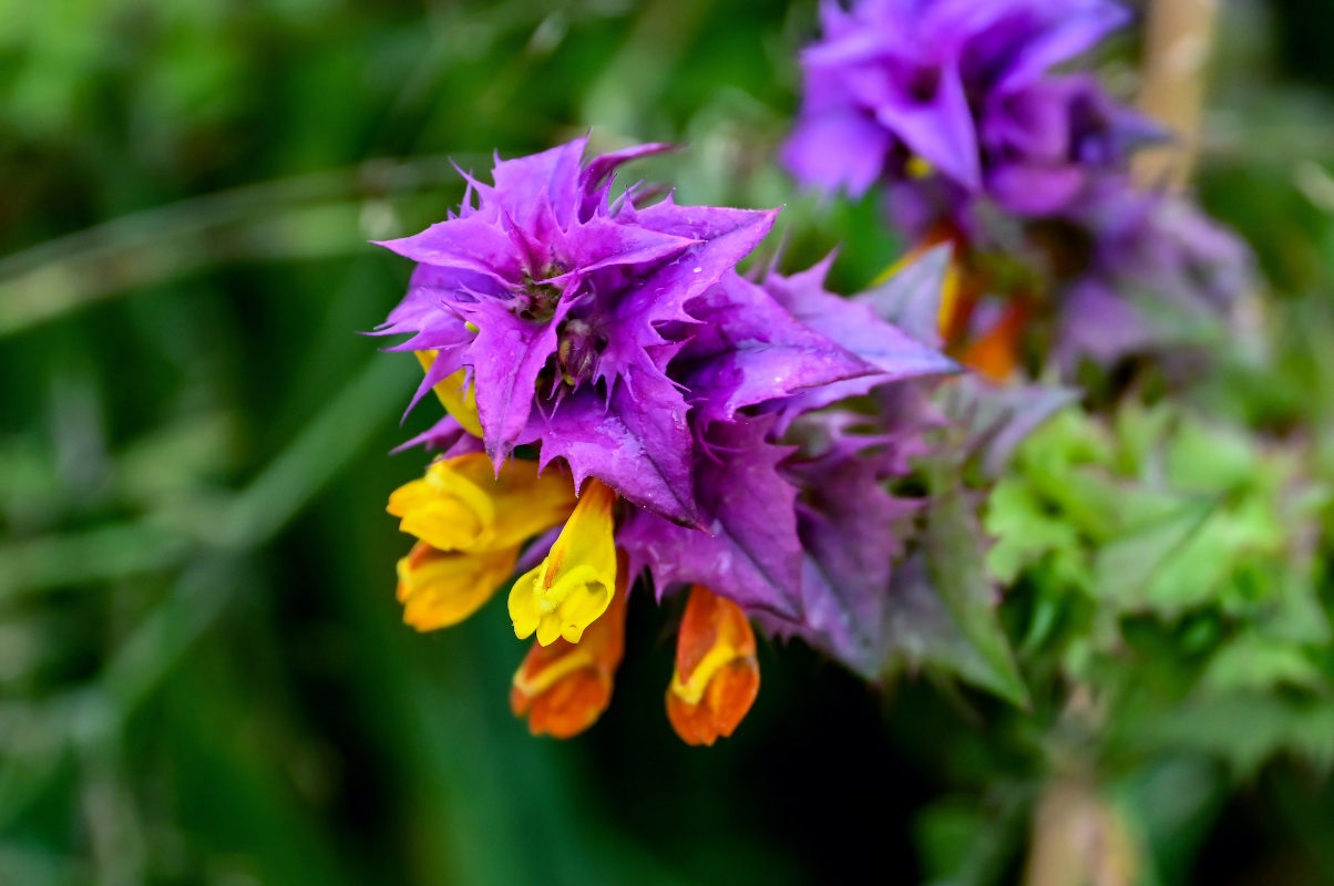 Изображение особи Melampyrum nemorosum.