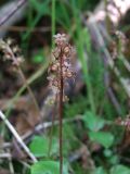 Listera cordata. Соцветие. Магаданская обл., окр. г. Магадан, в \"чаше\" Марчеканской сопки, перестойный каменноберезняк, моховина на пересыхающем ручье. 23.07.2024.