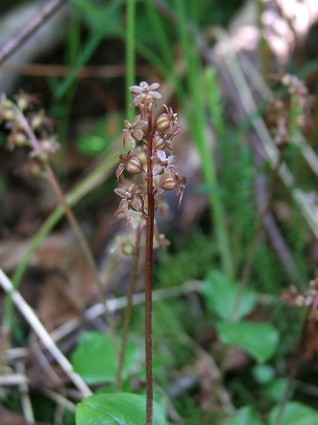 Image of Listera cordata specimen.