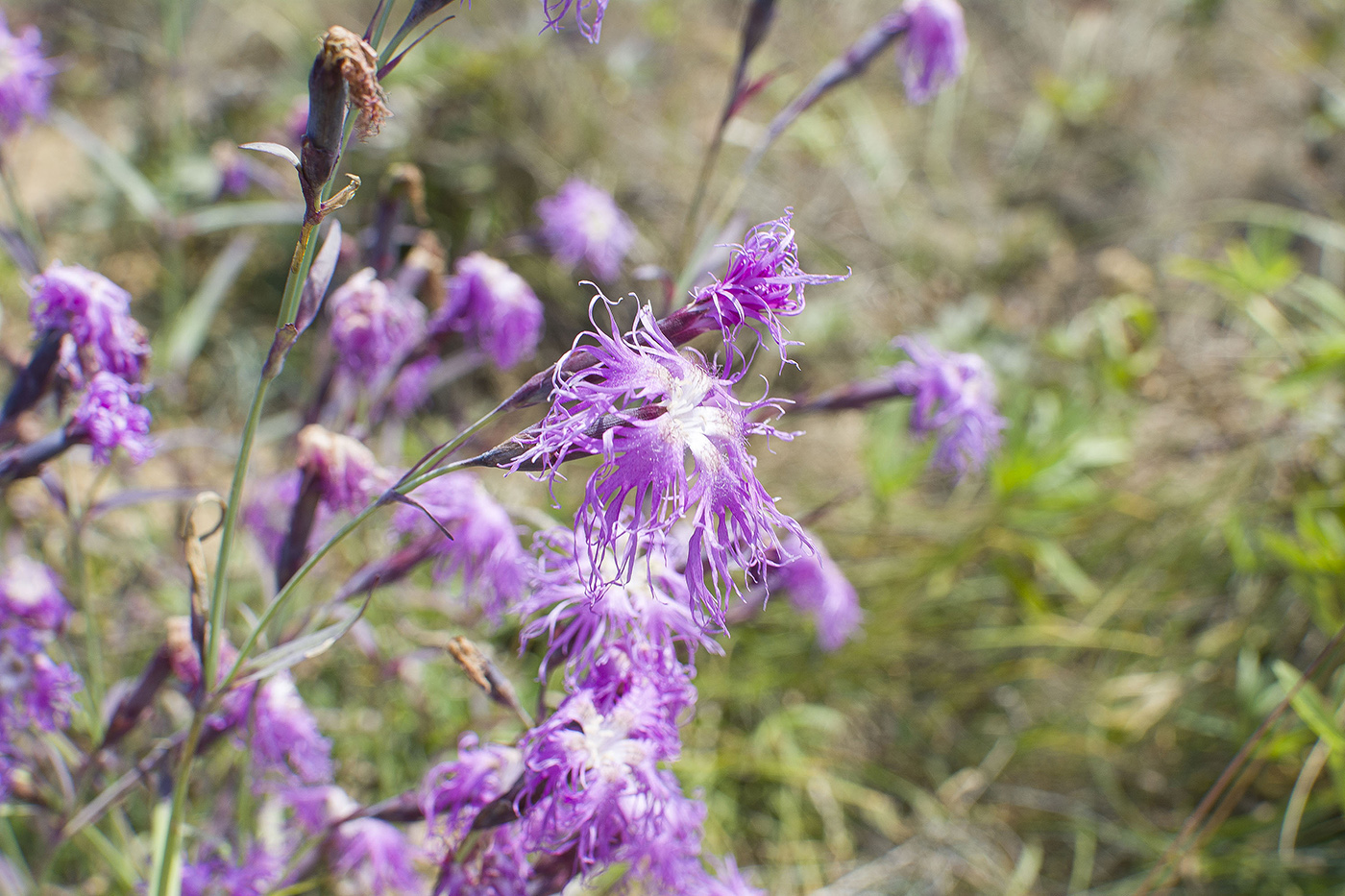 Image of Dianthus superbus specimen.