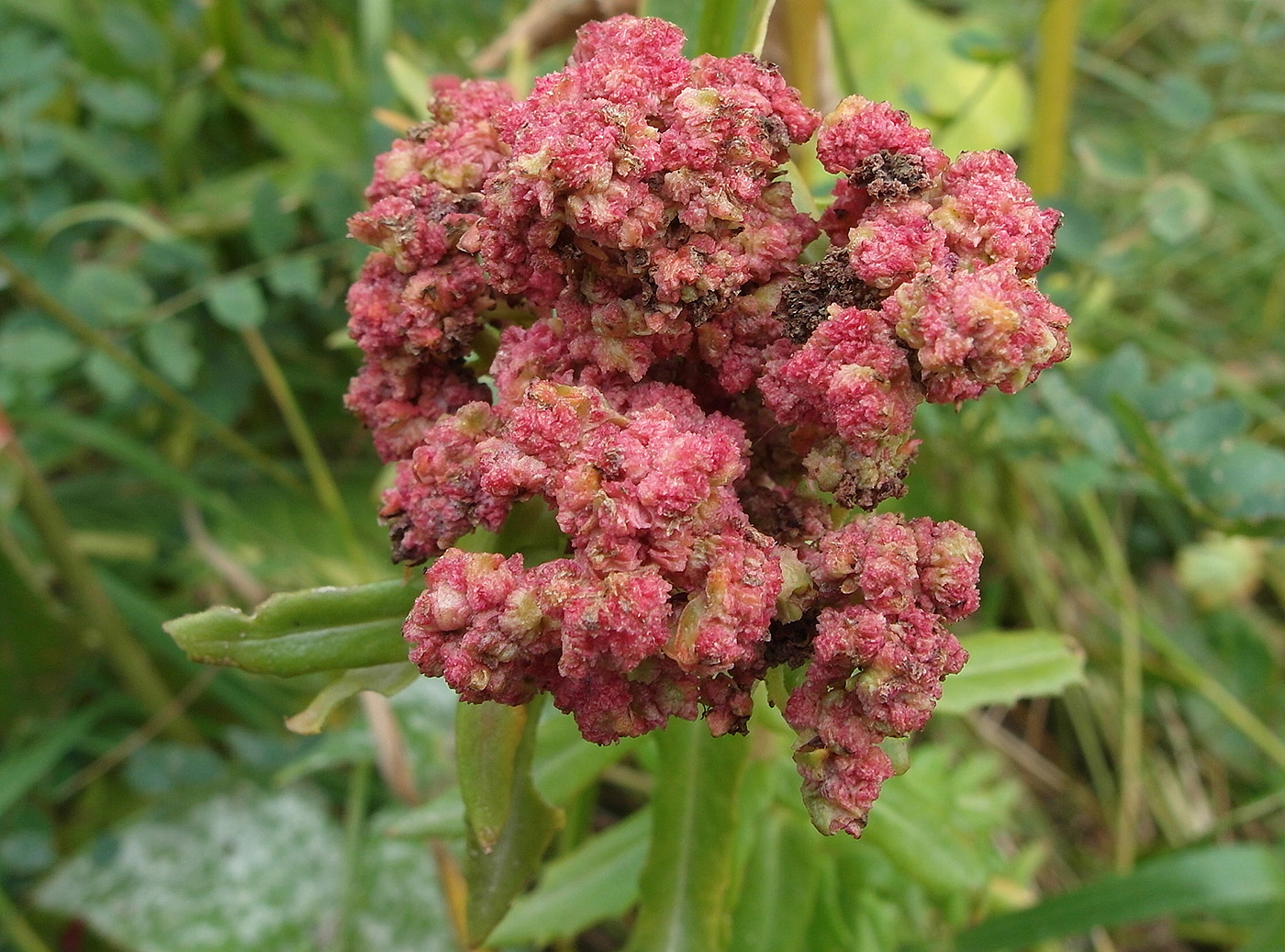 Изображение особи Rhodiola linearifolia.