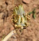 Taraxacum turcomanicum. Соплодие. Узбекистан, Ташкентская обл., окр. г. Янгиабад; южный склон Чаткальского хр., басс. р. Ахангаран, правый борт дол. р. Каттасай, каменисто-глинистый склон. 13.07.2024.