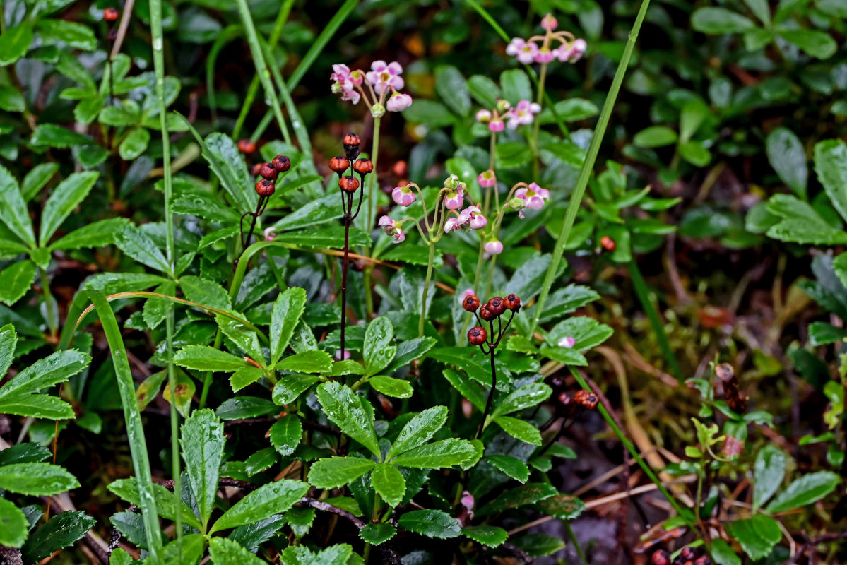 Изображение особи Chimaphila umbellata.