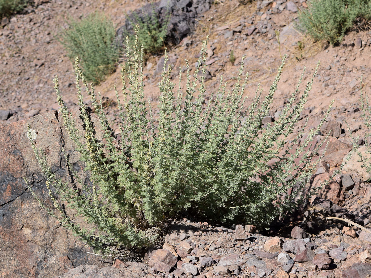 Изображение особи Artemisia persica.