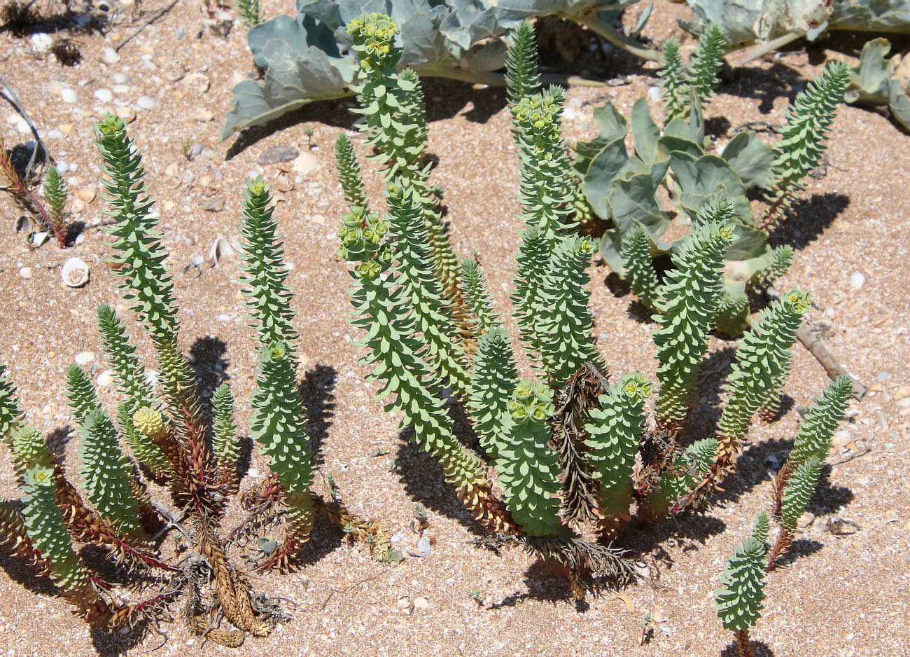 Image of Euphorbia paralias specimen.