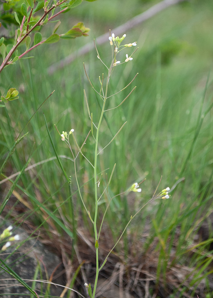 Image of Arabidopsis thaliana specimen.