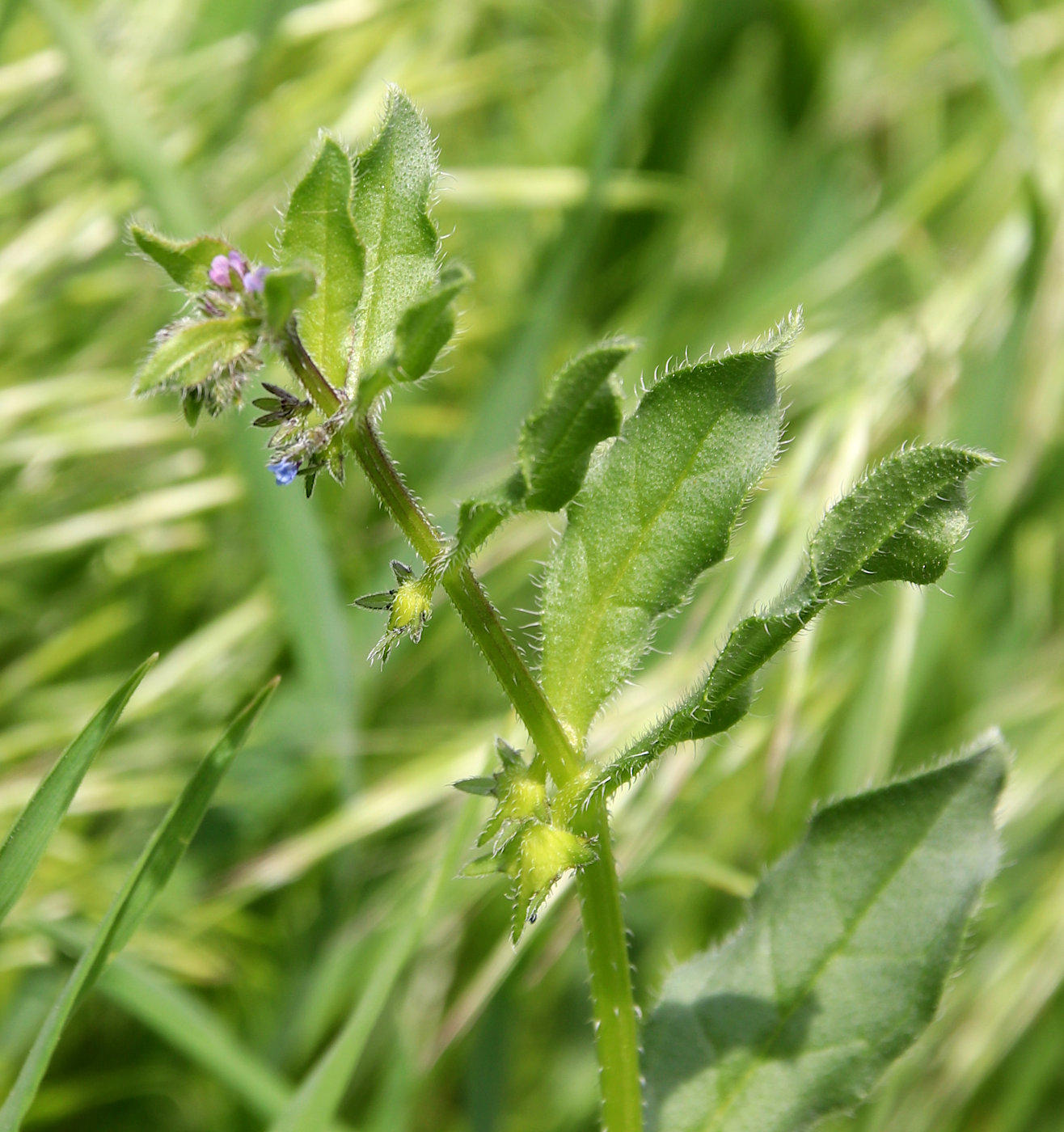 Image of Asperugo procumbens specimen.