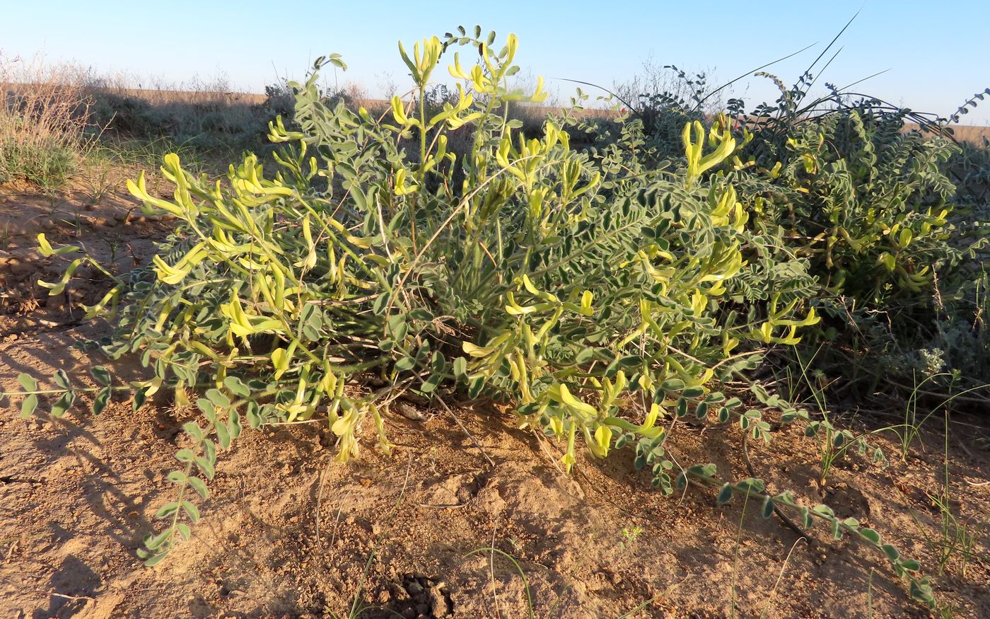 Image of Astragalus longipetalus specimen.