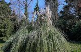 View full-size image Cortaderia selloana