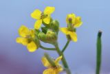 View full-size image genus Erysimum