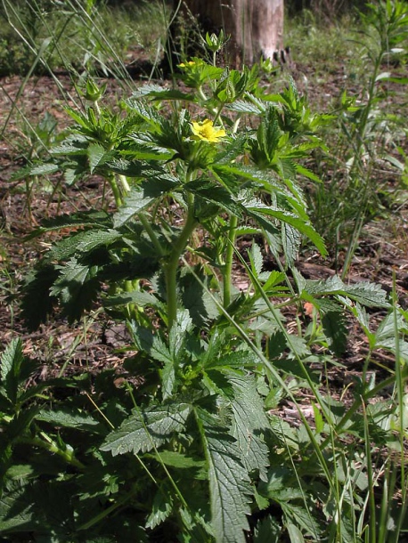 Image of Potentilla norvegica specimen.