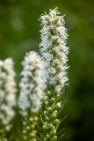 View full-size image Liatris spicata