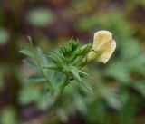 View full-size image Vicia grandiflora