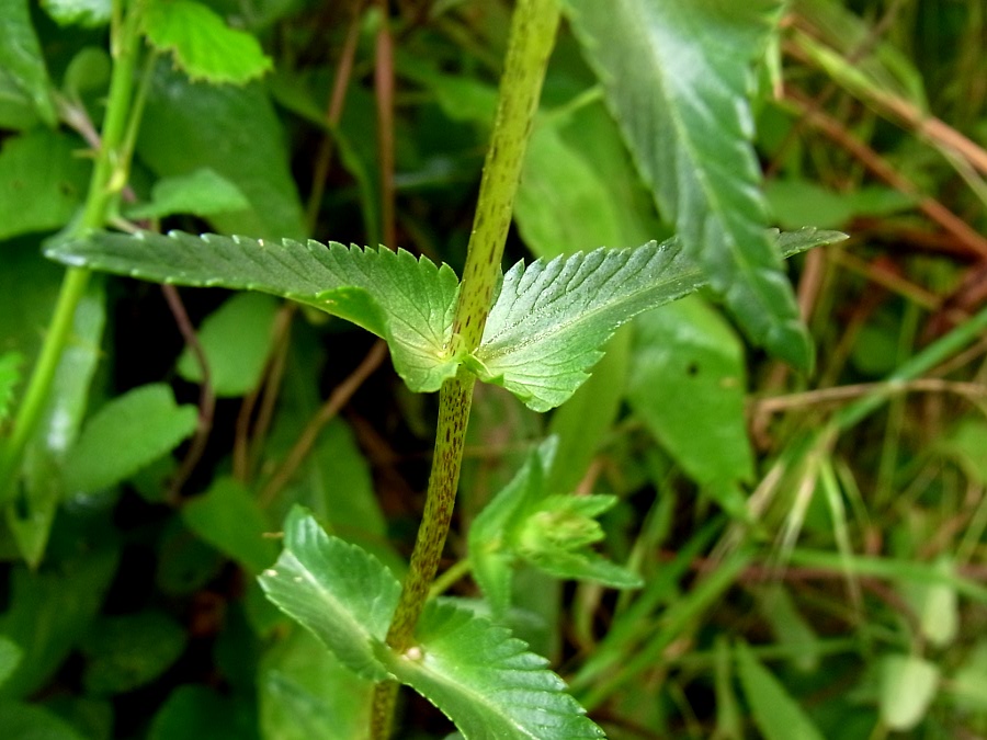 Image of Rhinanthus glacialis ssp. subalpinus specimen.