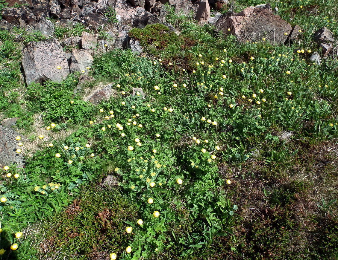 Image of Trollius europaeus specimen.