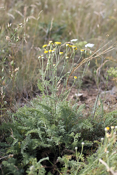 Изображение особи Tanacetum turlanicum.