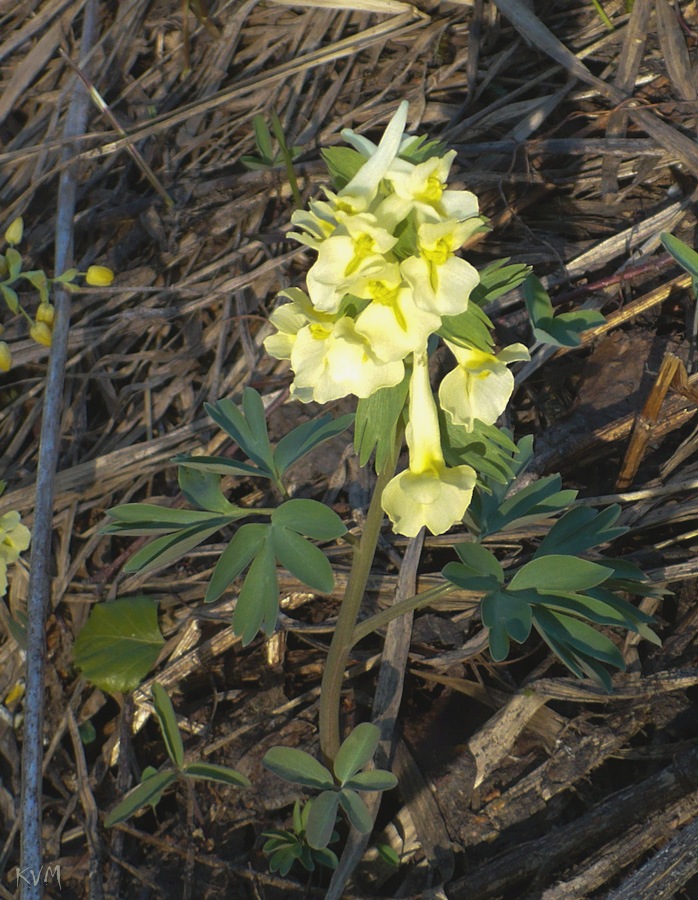 Изображение особи Corydalis bracteata.