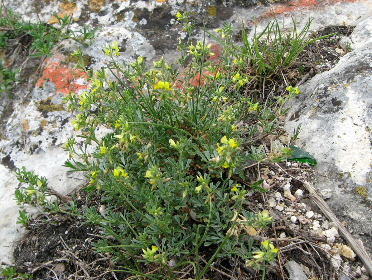 Изображение особи Medicago rupestris.