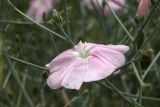 Convolvulus subhirsutus