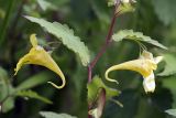 Impatiens noli-tangere