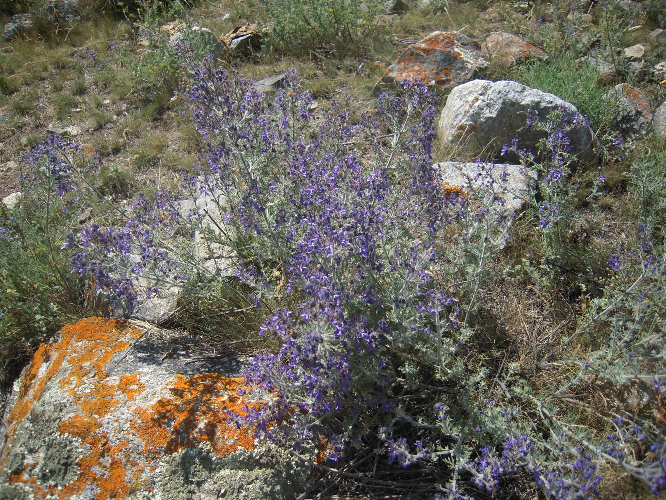 Изображение особи Teucrium orientale.