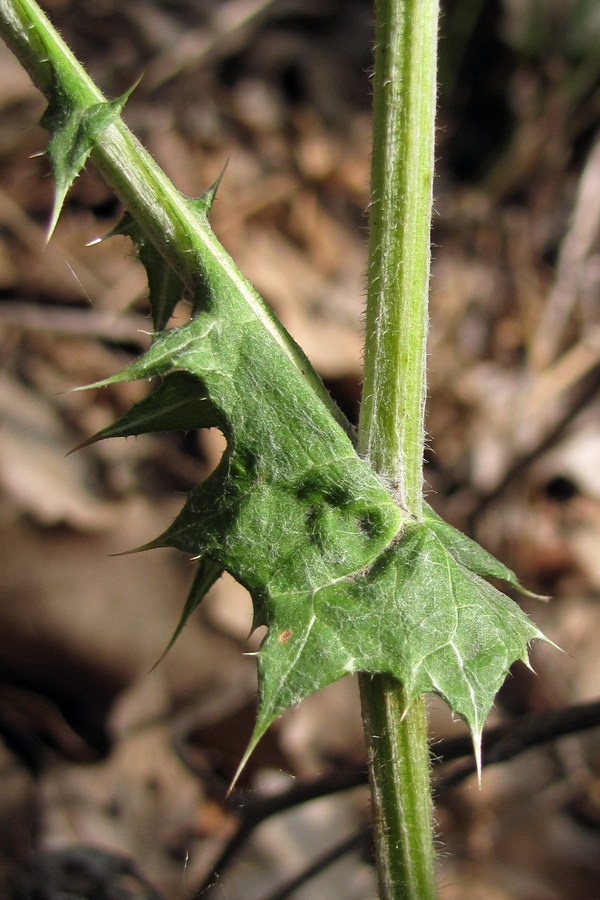 Image of Echinops armatus specimen.