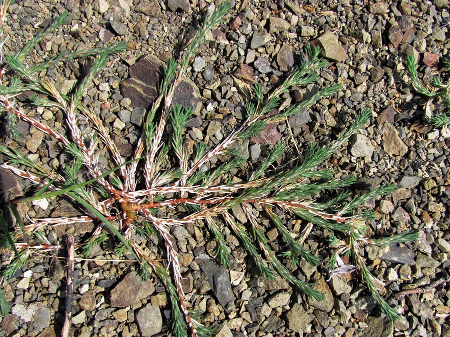 Image of Polycnemum majus specimen.