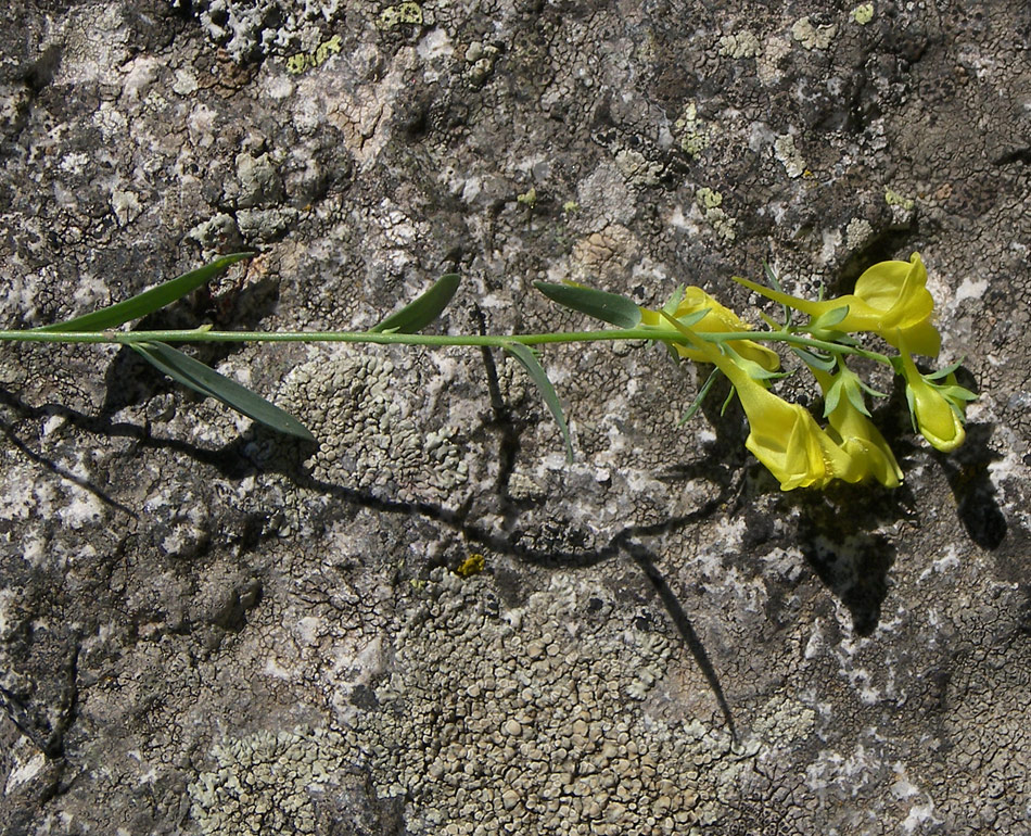 Image of Linaria adzharica specimen.